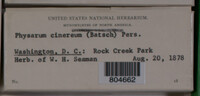 Physarum cinereum image